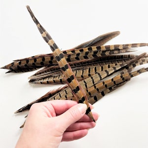 Ringneck pheasant tails, tail feathers cut, long natural brown loose real feathers for millinery, crafts / 8-12 in long, 12 pcs /F151-8C image 3