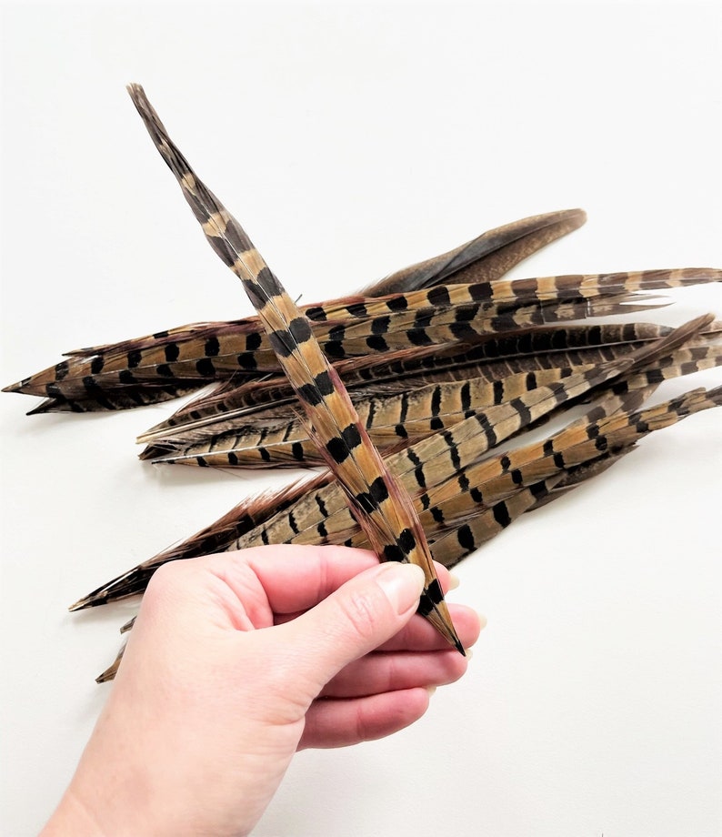 Ringneck pheasant tails, tail feathers cut, long natural brown loose real feathers for millinery, crafts / 8-12 in long, 12 pcs /F151-8C image 3