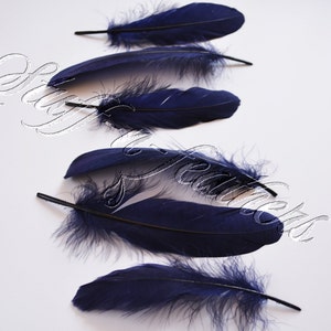 May include: A collection of six dark blue feathers. The feathers are arranged in a row, with the tips of the feathers pointing to the right. The feathers are all different sizes and shapes.