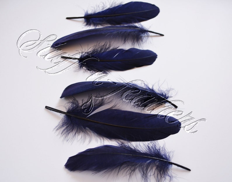 May include: A collection of six dark blue feathers. The feathers are arranged in a row, with the tips of the feathers pointing to the right. The feathers are all different sizes and shapes.