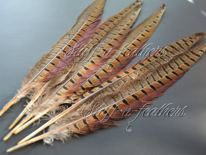 bulk 12-14/" NATURAL Ringneck Pheasant Tail Wholesale Feathers 50 Pieces