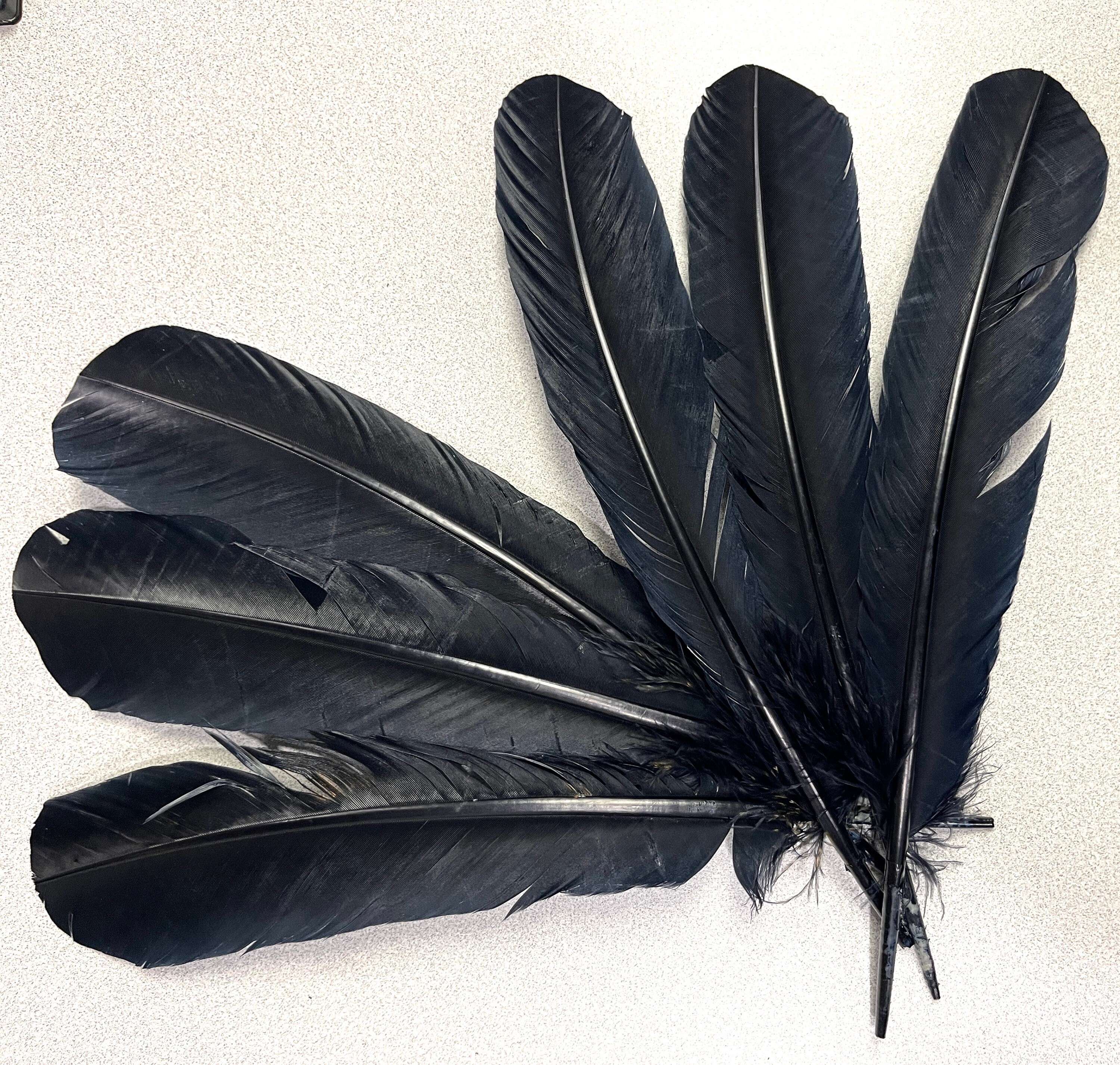 Black Turkey Feathers - 9 - 11