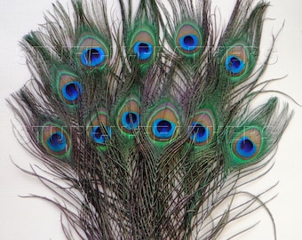 Premium quality natural small PEACOCK feathers - Small/Medium or Medium/Large eyes for millinery, weddings, crafts / 8-12 in, 12 pcs / F104