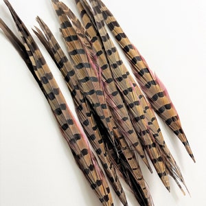 Ringneck pheasant tails, tail feathers cut, long natural brown loose real feathers for millinery, crafts / 8-12 in long, 12 pcs /F151-8C image 5