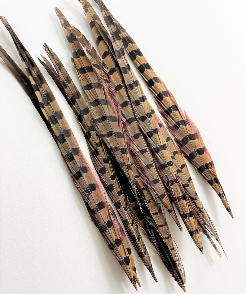 Ringneck pheasant tails, tail feathers cut, long natural brown loose real feathers for millinery, crafts / 8-12 in long, 12 pcs /F151-8C image 5