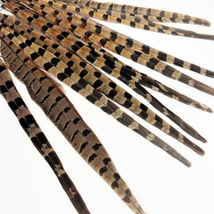 Ringneck pheasant tails, tail feathers cut, long natural brown loose real feathers for millinery, crafts / 8-12 in long, 12 pcs /F151-8C image 2