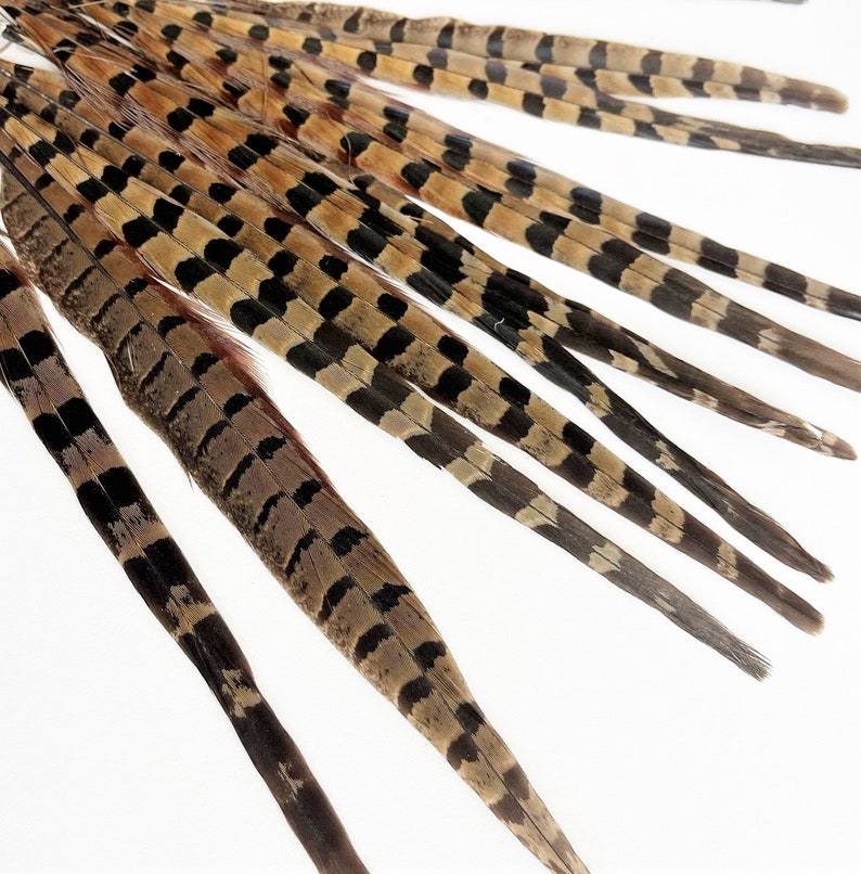 Ringneck pheasant tails, tail feathers cut, long natural brown loose real feathers for millinery, crafts / 8-12 in long, 12 pcs /F151-8C image 2