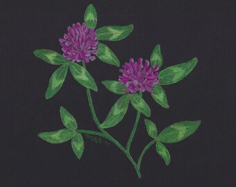 Red Clover Art Print | Illustrated Herbal Art | Moody Botanical Decor | Witchy Plant Art | Herbalism Decor | Witchy Decor