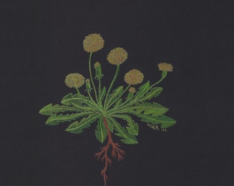 Dandelion botanical art print | plant wall art | gift for herbalist | feng shui decor | unframed colored pencil print