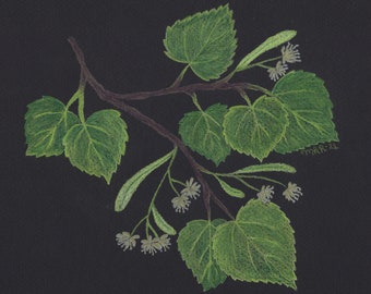 Linden Tree Illustration | Botanical Herbal Art Print | Mindful Home Decor | Botanical Decor | Unframed Art Print | Herbal Wall Art