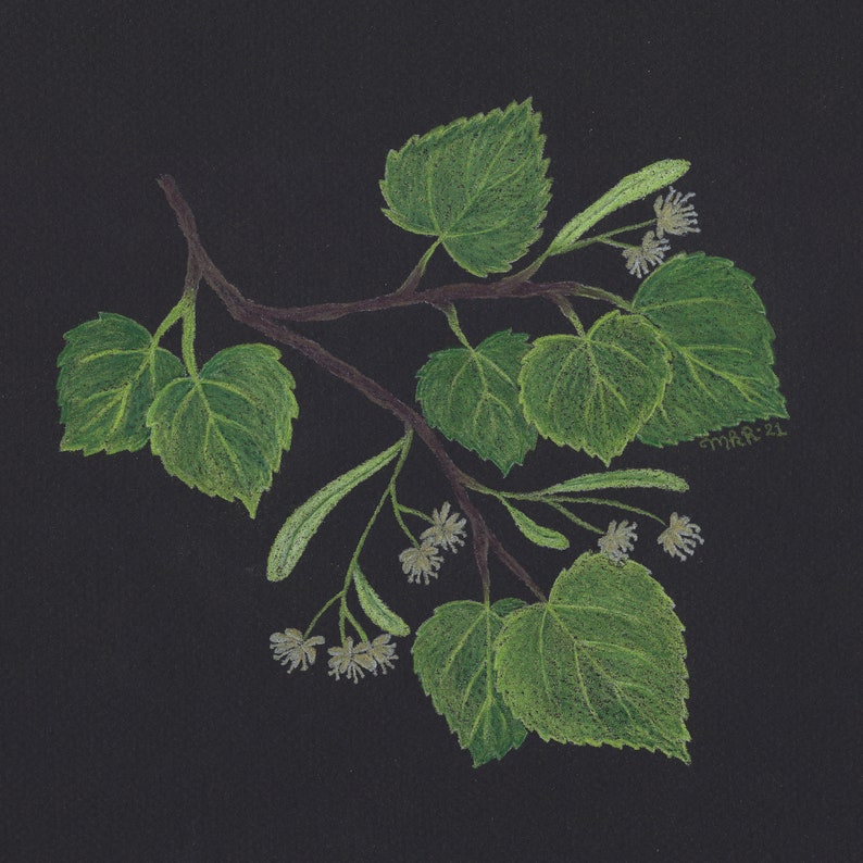 Linden Tree Illustration Botanical Herbal Art Print Mindful Home Decor