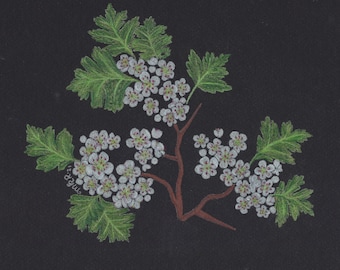 Hawthorn Botanical Art Print | Plant Wall Art | Herbal Illustration | Moody Botanical Decor | Feng Shui-Inspired Art