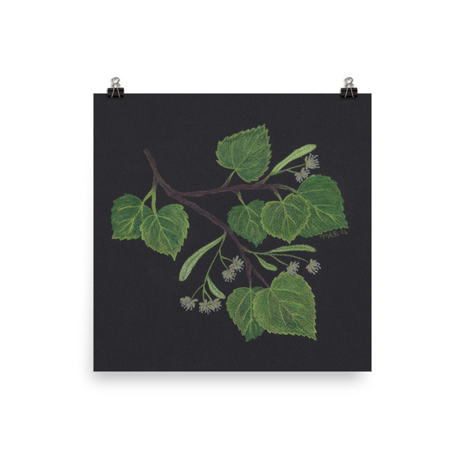 Linden Tree Illustration Botanical Herbal Art Print Mindful Home Decor