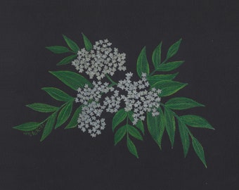 Elder botanical art print | plant wall art | gift for herbalist | feng shui decor | unframed colored pencil print