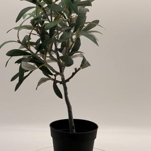 Puede incluir: Un pequeño olivo artificial con hojas finas de color verde oscuro y un tronco marrón texturizado. La planta está colocada en una maceta de plástico negro sencilla y sólida, con un tallo vertical que se ramifica en un follaje denso.