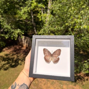 May include: A framed butterfly specimen with a dark gray frame. The butterfly has brown and tan wings with intricate patterns. The background is white, and the frame is held against a backdrop of green foliage.