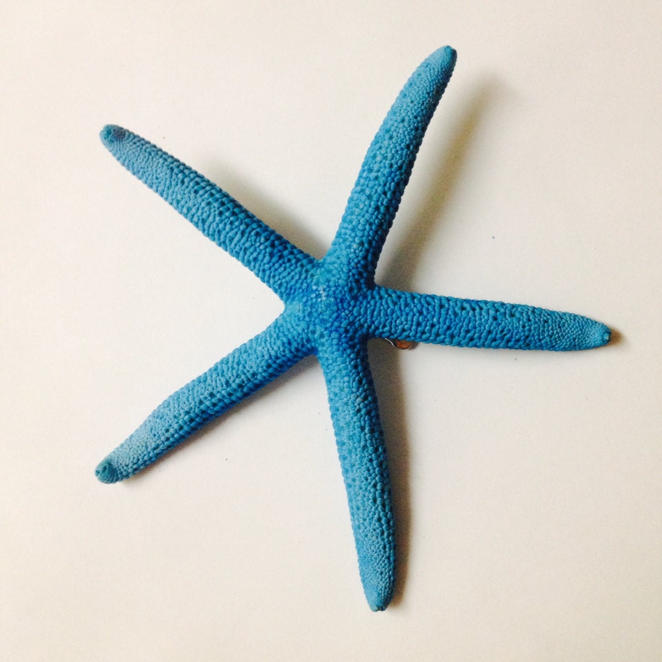 Neon Blue Fluorescent Starfish Hair Cliptt Etsy