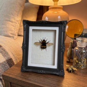 May include: A black ornate picture frame containing a preserved bumblebee specimen mounted on a textured white background. The frame features detailed floral carvings along its edges and is displayed in an upright position on a wooden surface.