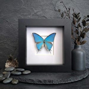 May include: A framed butterfly with vibrant blue wings and brown accents. The butterfly is centered in a black frame with a white background. The display is set on a dark surface, with a vase and decorative stones nearby.