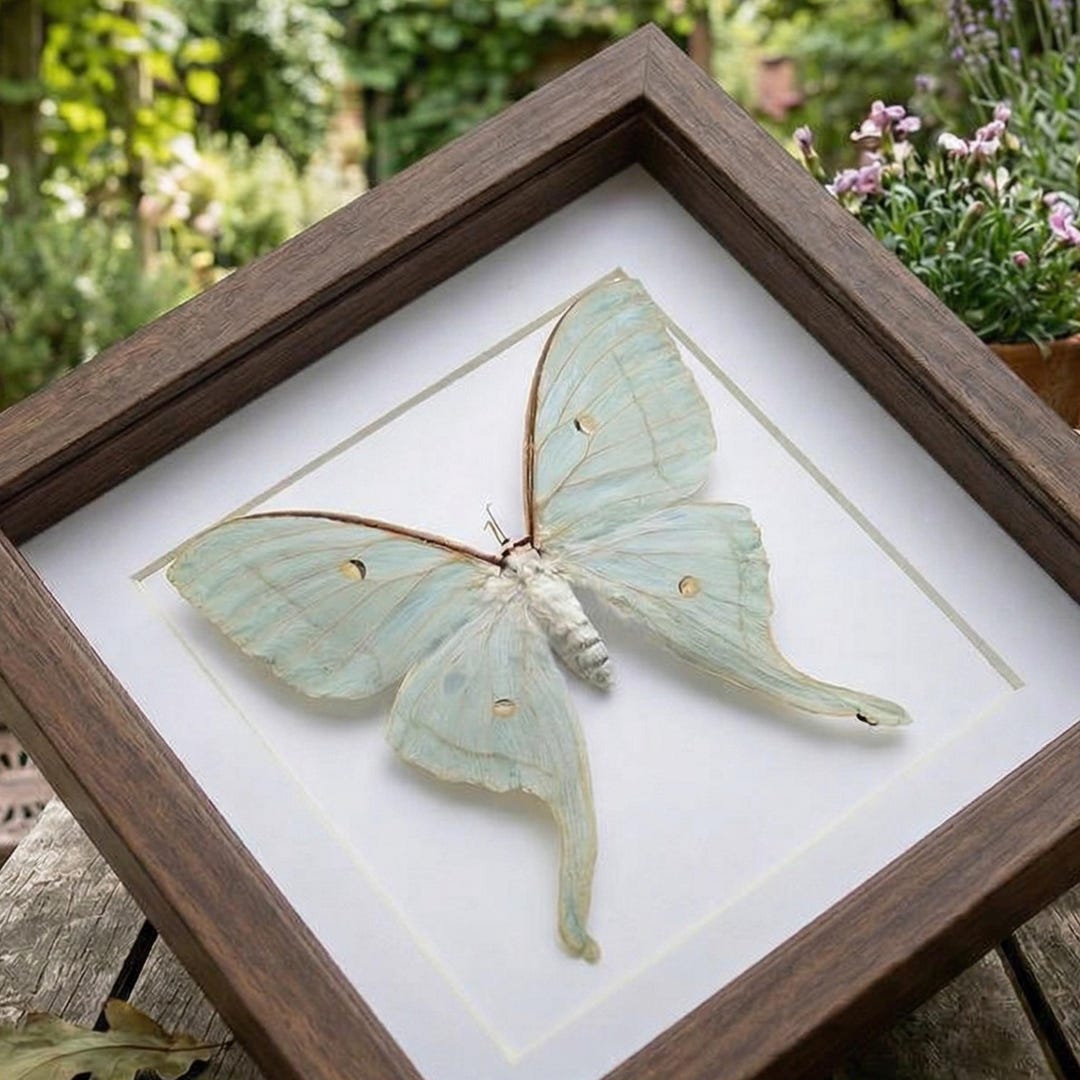 Real Luna Moth Framed Specimen ,taxidermy Insect Wall Art,dark Academia Cottagecore Decor,nature Lover Gift. - Etsy
