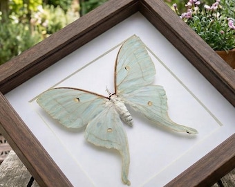 Real Luna Moth Framed Specimen ,Taxidermy Insect Wall Art,Dark Academia Cottagecore Decor,Nature Lover Gift.