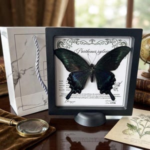 May include: A framed specimen of a Parthenos sylvia butterfly with dark green and black wings, displayed in a square black shadow box. The background features white paper with decorative scrollwork, printed text, and the scientific name Parthenos sylvia.