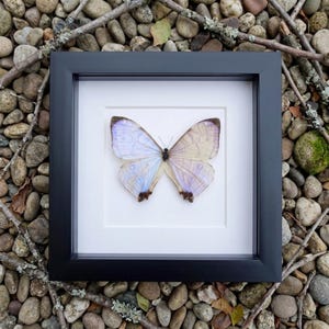 May include: A framed butterfly specimen with a black frame. The butterfly has pale blue and cream-colored wings with dark brown tips. The background is white, and the frame is square. The artwork is displayed on a bed of small stones and twigs.