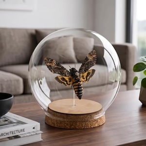 May include: A death's-head hawkmoth specimen displayed inside a clear spherical glass dome. The moth features brown, black, and yellow patterned wings with a skull-like marking on its thorax. It is mounted on a thin rod atop a circular wooden base.