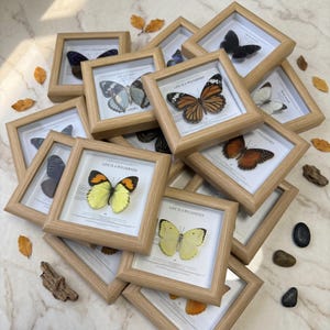 May include: A collection of framed butterfly specimens. Each square frame has a natural wood finish and contains a different butterfly. The butterflies vary in color, including yellow, orange, black, and blue. The framed butterflies are arranged on a marble surface.