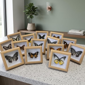 May include: A display of framed butterfly specimens, each in a light wood frame. The butterflies exhibit diverse colours and patterns, with the text "LIFE IS A WILDERNESS" visible on some frames. The frames are arranged on a speckled countertop.