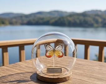 Anniversary Gift for Her | Cottagecore Room Decor | Real Yellow Orange Butterfly Specimen in Glass Dome
