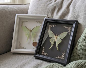 Decoración de pared Fairycore / Regalo de aniversario para ella / Ejemplar auténtico de polilla de cola verde pálida en marco vintage