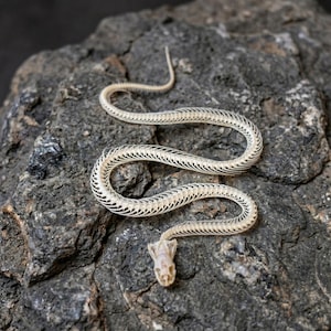 Esqueleto de serpiente y vértebras articuladas / Estructura ósea en espiral / Decoración esotérica Arte macabro