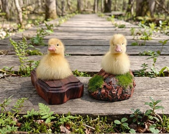 Prepared Duckling Mount | Yellow Fluffy Avian Display | Cottagecore Desk Decor