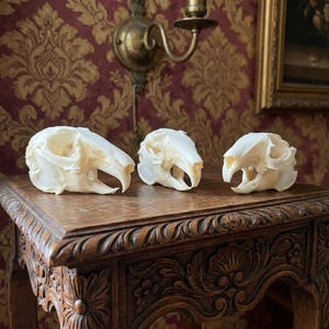 Puede incluir: Tres cráneos de animales blanquecinos con dientes visibles se exhiben sobre una mesa de madera tallada. Los cráneos están colocados en fila, cada uno con una forma y tamaño únicos. El fondo presenta un papel pintado estampado y una lámpara de pared vintage.