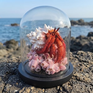 May include: A red hermit crab inside a glass dome. The crab is surrounded by a white seashell and pink barnacles. The dome sits on a black base, with the ocean in the background.