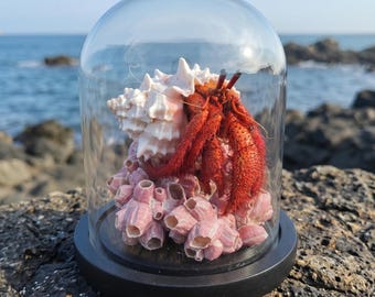 Preserved Hermit Crab | Glass Bell Jar Display | Coastal Gothic Cabinet Decor