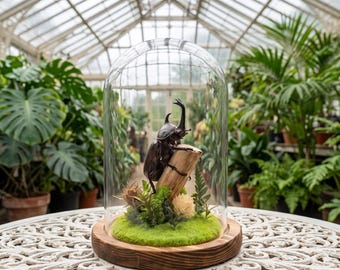 Prepared Rhinoceros Beetle Cloche | Insect Diorama Miniature | Cottagecore Desk Decor