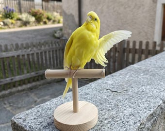 Prepared Yellow Budgerigar Mount | Radiant Canary Parakeet Display | Cottagecore Room Accent
