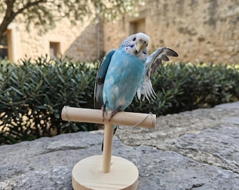 Prepared Blue Budgerigar Mount | Quirky Collector Gift | Cottagecore Room Accent