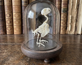 Articulated Avian Osteology Mount | Macabre Room Oddity | Dark Academia Desk Decor
