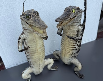 Echte stehende Alligator Schablone - Aufrechte Reptilien Montierung - Natur Geschenk - Kuriositäten und Kuriositäten - Kuriositätenschrank