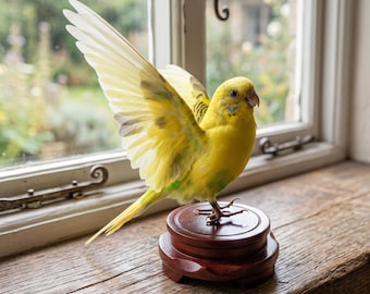 Prepared Yellow Budgerigar Mount | Avian Taxidermy Display | Cottagecore Room Decor