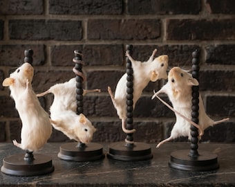 Pole Dancing Mouse Specimen | Anthropomorphic Rodent Art | Bizarre Gag Gift  | Home Decor