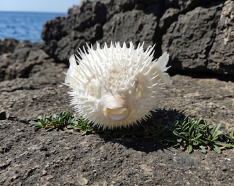 Spiky Blowfish Mount | Alabaster Porcupinefish Display | Quirky Coastal Gift