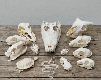 Animal Skull Mount | 12 Piece Curated Specimen Bundle | Dark Academia & Macabre Shelf Decor