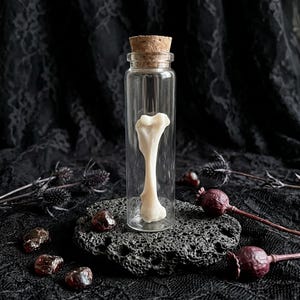 K&ouml;nnte beinhalten: Eine klare Glasflasche mit einem Korken enth&auml;lt eine Knochenprobe. Der Knochen ist cremefarben und wird auf einer dunklen, strukturierten Oberfl&auml;che pr&auml;sentiert. Der Hintergrund zeigt dunklen Stoff und getrocknete florale Elemente.