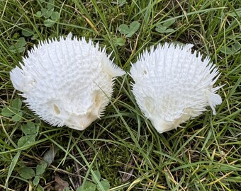 Real White Pufferfish Skeleton | Coastal Modern Decor | 11-12" Porcupine Fish Taxidermy | Unique Statement Gift