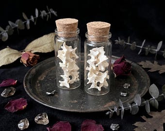 Rabbit Vertebrae & Osteology Vial | Corked Miniature Glass | Dark Cottagecore Decor | Curiosity Cabinet Gift