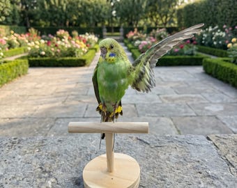 Prepared Green Budgerigar Mount | Emerald Parakeet Display | Whimsical Collector Gift